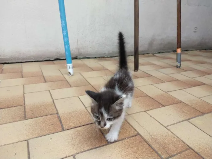 Gato ra a  idade 2 a 6 meses nome Dóris