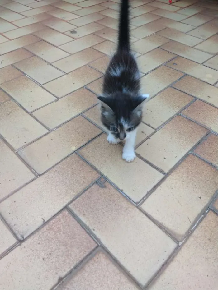 Gato ra a  idade 2 a 6 meses nome Dóris