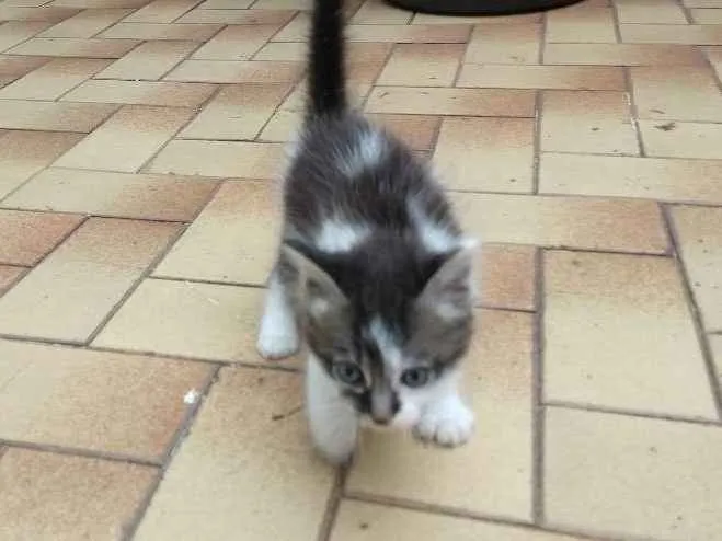 Gato ra a  idade 2 a 6 meses nome Dóris