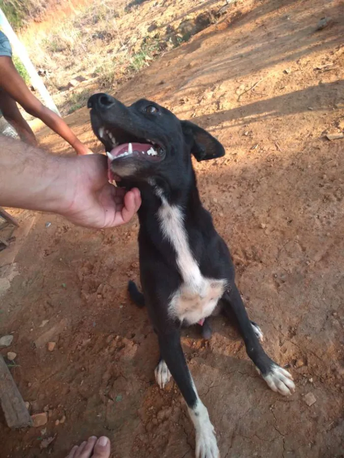 Cachorro ra a Vira-lata idade 2 anos nome Esterico, Fru-Fru