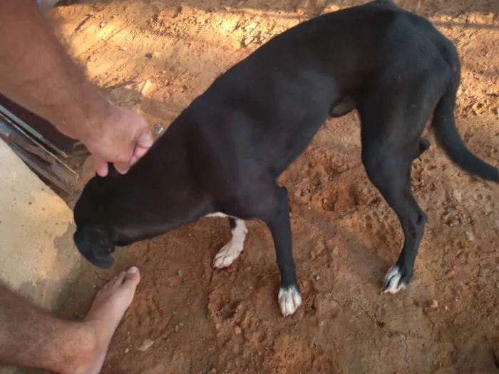 Cachorro ra a Vira-lata idade 2 anos nome Esterico, Fru-Fru