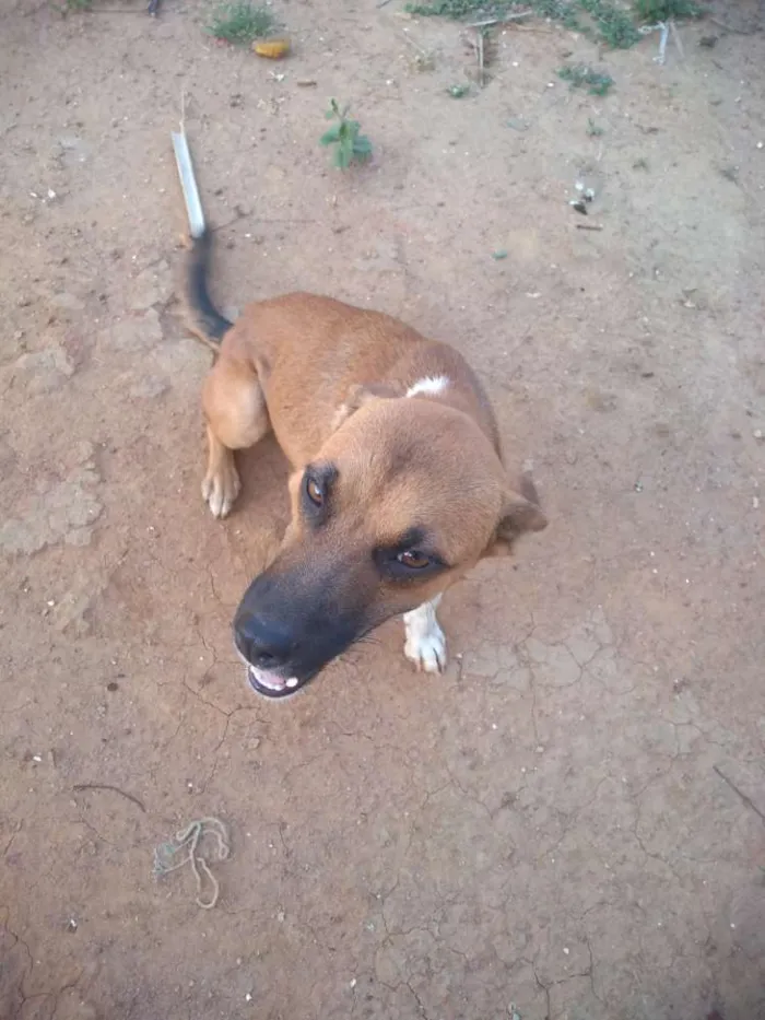 Cachorro ra a Vira-lata idade 2 anos nome Esterico, Fru-Fru