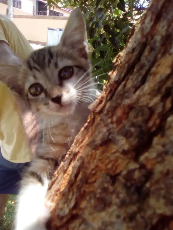 Gato raça Srd idade Abaixo de 2 meses nome  Bruno