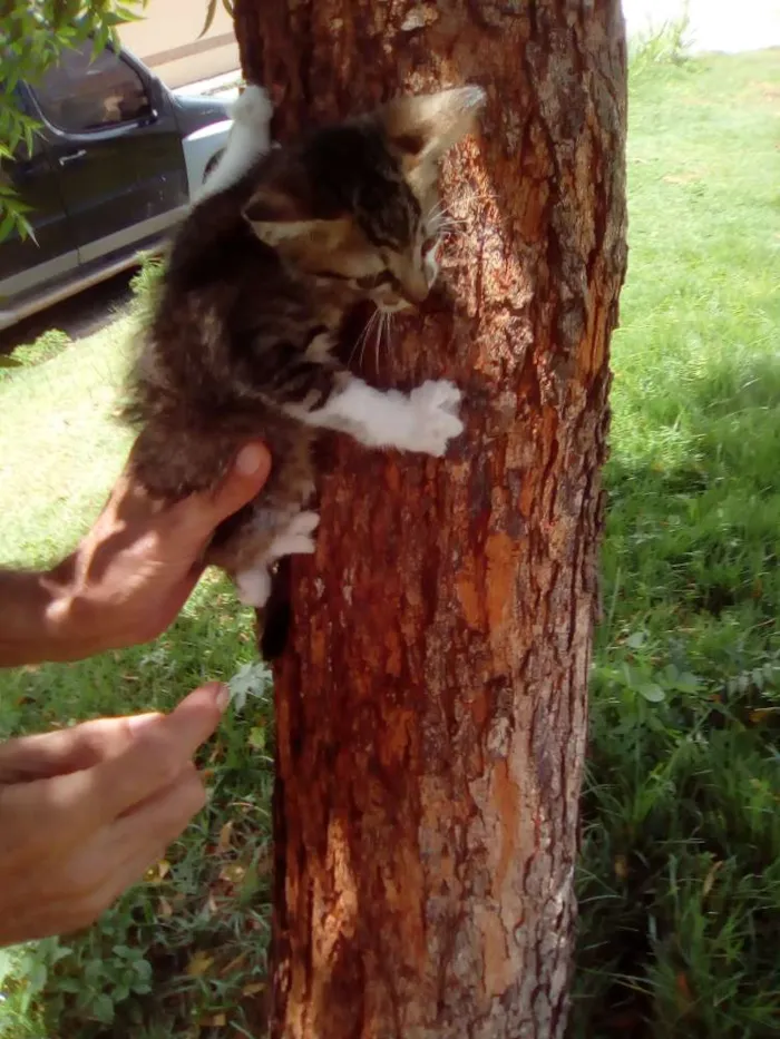 Gato raça Srd idade Abaixo de 2 meses nome  Bruno