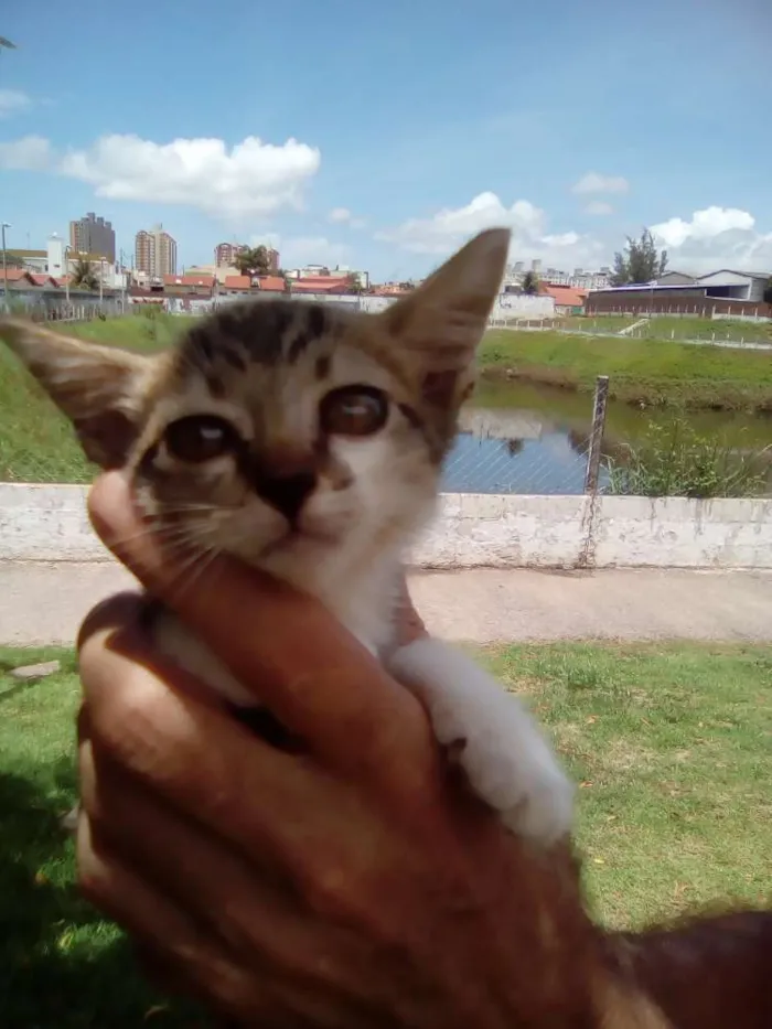 Gato raça Srd idade Abaixo de 2 meses nome  Bruno