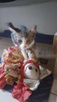Belinha
