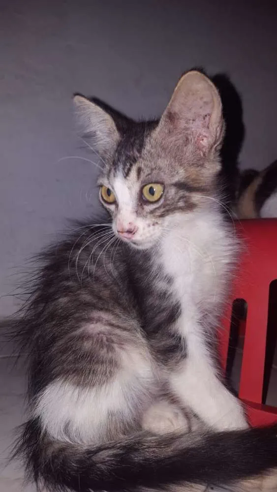 Gato raça Srd idade 2 a 6 meses nome Belinha
