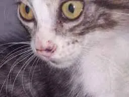 Gato raça Srd idade 2 a 6 meses nome Belinha