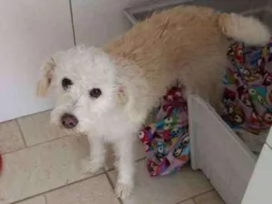 Cachorro raça SRD idade 3 anos nome BRANQUINHA