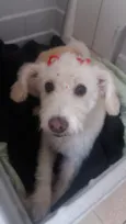 BRANQUINHA