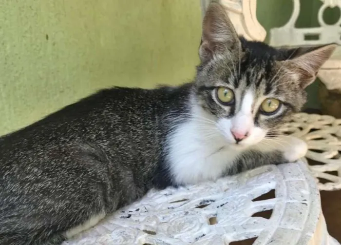 Gato ra a SRD idade 2 a 6 meses nome LUA