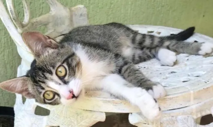 Gato ra a SRD idade 2 a 6 meses nome LUA