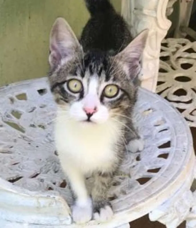 Gato ra a SRD idade 2 a 6 meses nome LUA