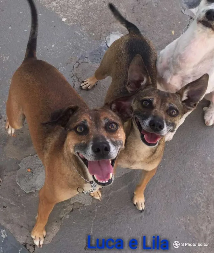 Cachorro ra a SRD idade 5 anos nome LILA E LUCA
