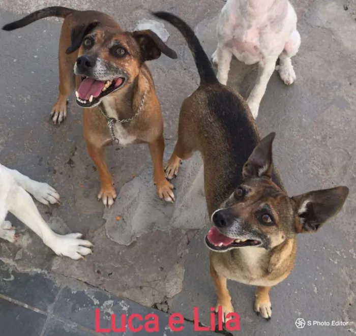 Cachorro ra a SRD idade 5 anos nome LILA E LUCA