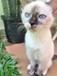 VANILLA