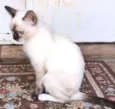 VANILLA