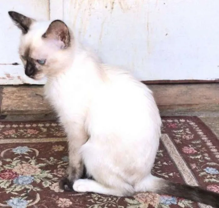 Gato ra a SRD idade 2 a 6 meses nome VANILLA