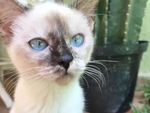 Gato raça SRD idade 2 a 6 meses nome VANILLA