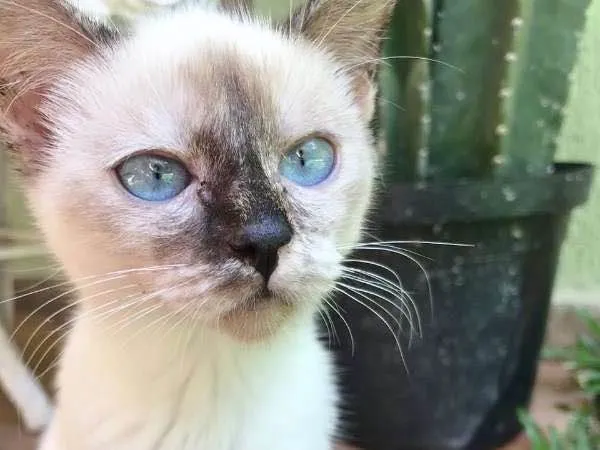 Gato ra a SRD idade 2 a 6 meses nome VANILLA