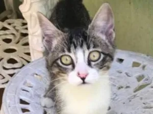 Gato raça SRD idade 2 a 6 meses nome LUA
