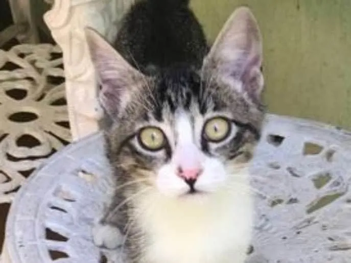Gato ra a SRD idade 2 a 6 meses nome LUA
