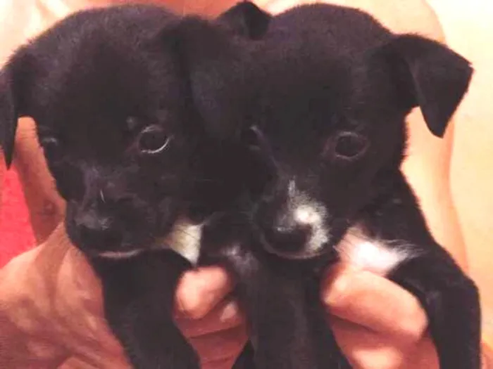 Cachorro ra a Vira-lata  idade Abaixo de 2 meses nome Sem nome 