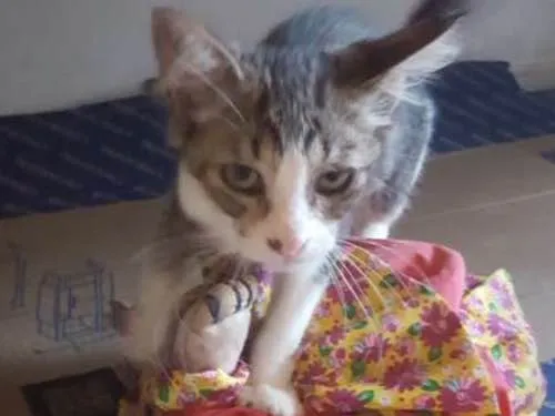 Gato raça Srd idade 2 a 6 meses nome Belinha
