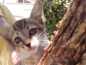 Gato raça Srd idade Abaixo de 2 meses nome  Bruno