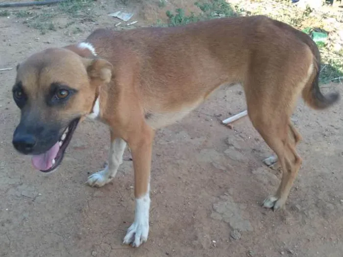 Cachorro ra a Vira-lata idade 2 anos nome Esterico, Fru-Fru