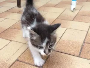 Gato raça  idade 2 a 6 meses nome Dóris