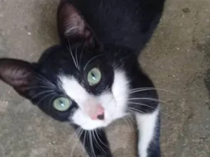 Gato raça Frajola idade 2 a 6 meses nome Sem nome