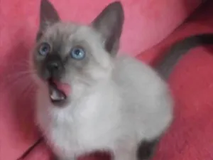 Gato raça  idade Abaixo de 2 meses nome Luna