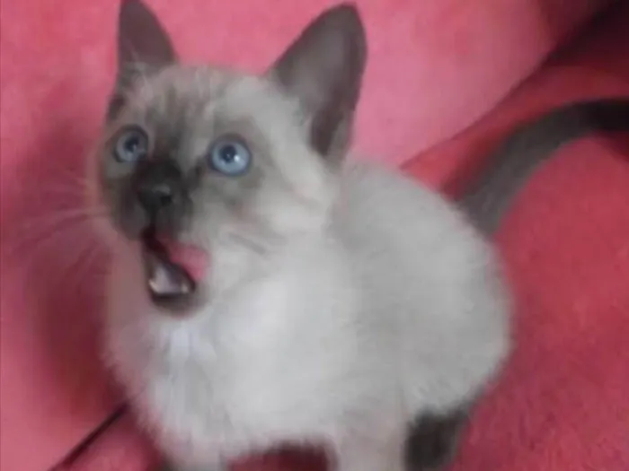 Gato ra a  idade Abaixo de 2 meses nome Luna