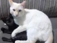 Penélope