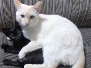Gato raça Srd idade 2 a 6 meses nome Penélope