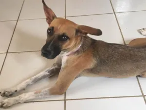 Cachorro raça Galgo/pitbull idade 1 ano nome lane