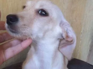 Cachorro raça Vira-lata com poodle idade 2 a 6 meses nome Cachorrinho
