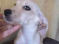 Cachorrinho
