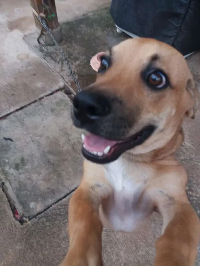 Cachorro ra a Pinscher idade 2 a 6 meses nome Snoop
