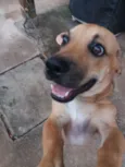 Snoop