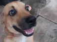 Snoop