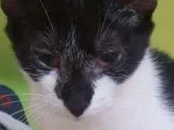 Gato raça Srd idade 2 a 6 meses nome Luma
