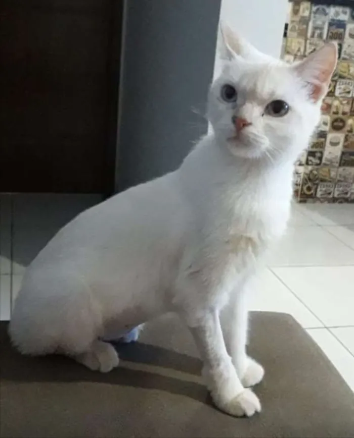 Gato ra a SRD idade 1 ano nome Branca de Neve 