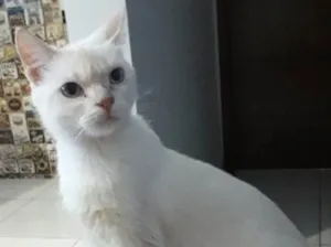 Gato raça SRD idade 1 ano nome Branca de Neve 