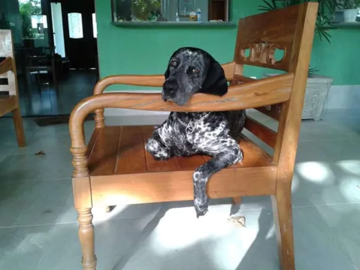 Cachorro ra a Perdigueiro idade 6 ou mais anos nome LUNA PHOENIX