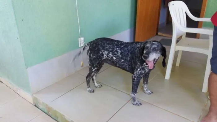 Cachorro ra a Perdigueiro idade 6 ou mais anos nome LUNA PHOENIX