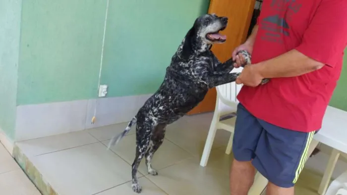 Cachorro ra a Perdigueiro idade 6 ou mais anos nome LUNA PHOENIX