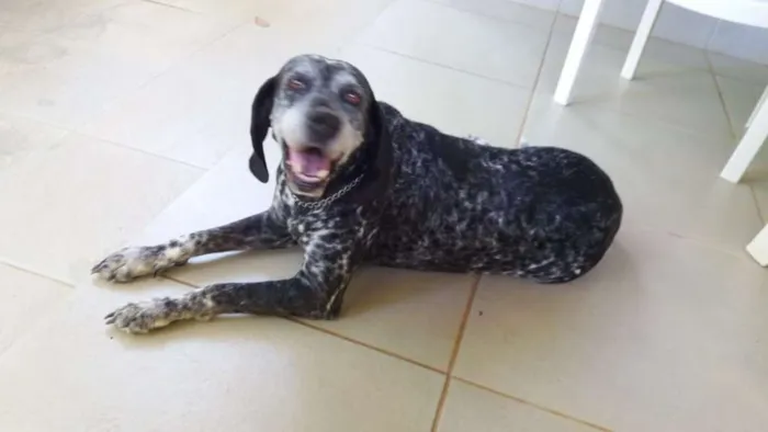 Cachorro ra a Perdigueiro idade 6 ou mais anos nome LUNA PHOENIX