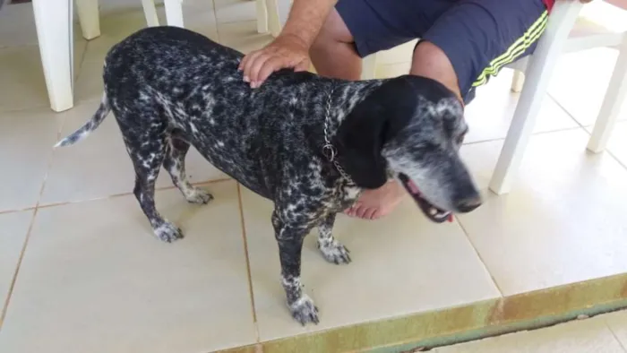 Cachorro ra a Perdigueiro idade 6 ou mais anos nome LUNA PHOENIX